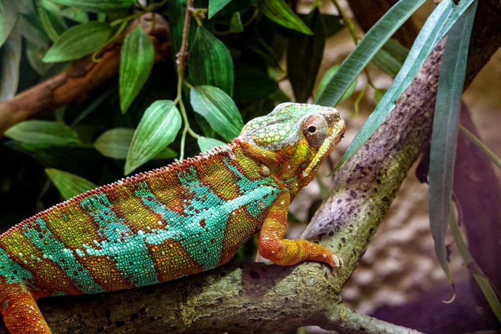Close-up of a vibrant chameleon perched on a tree branch amidst lush green leaves.