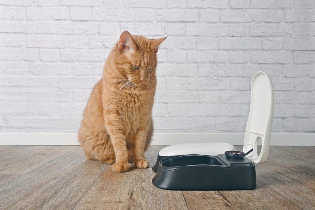 automatic cat feeder