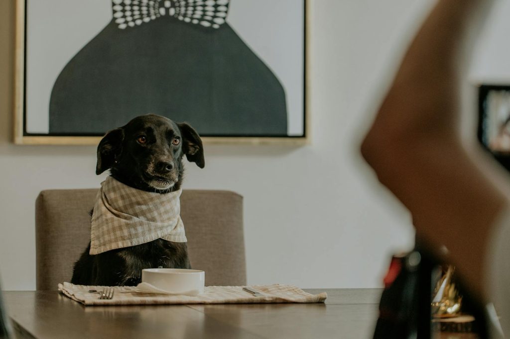 A black dog wearing a napkin at a dining table, ready for a meal.