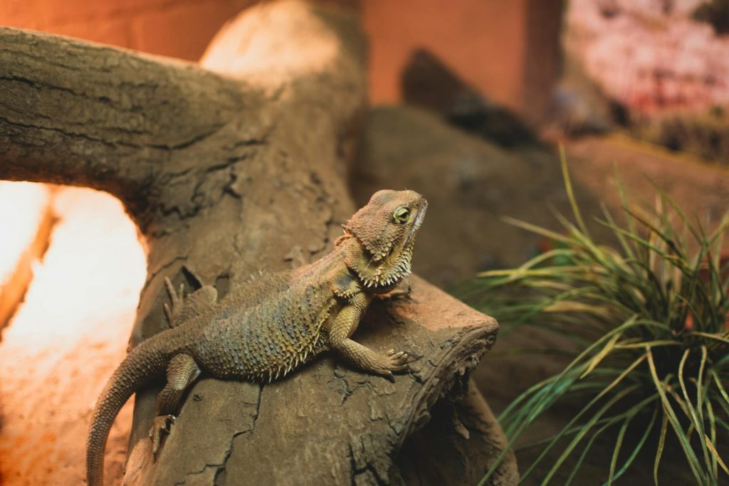 A bearded dragon resting on tree bark with a natural background.
