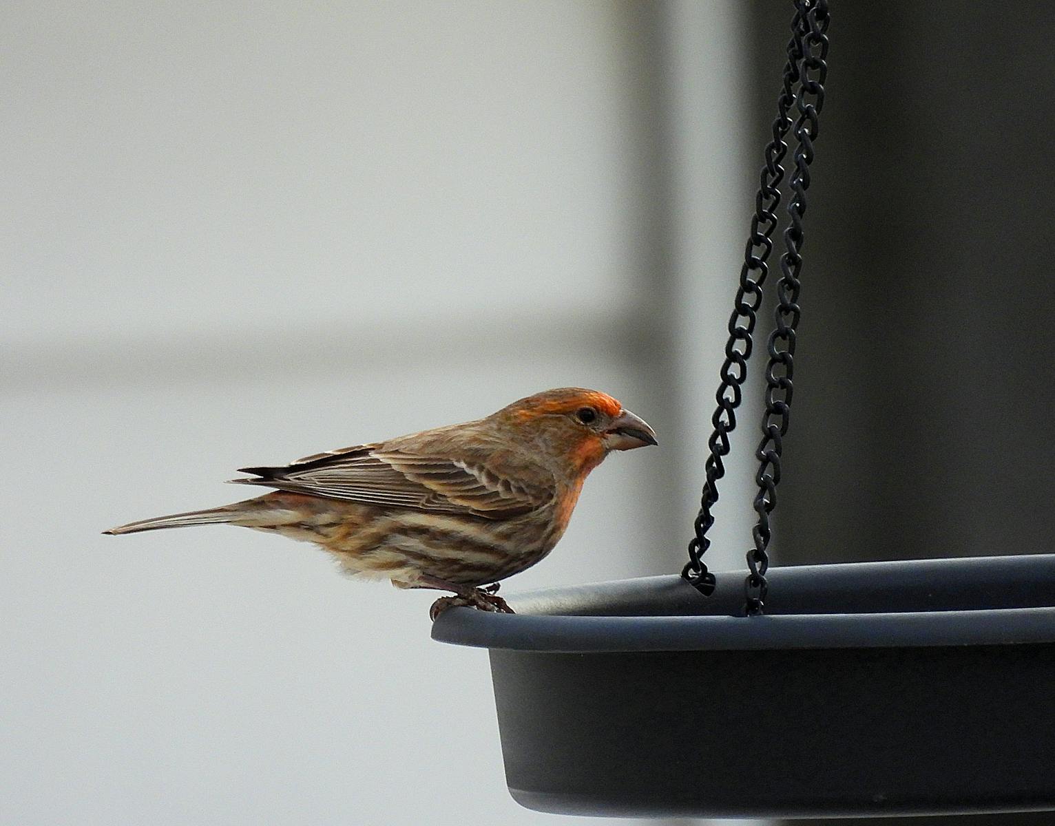 House Finch on a hanging feeder, showcasing vibrant plumage in an outdoor setting.
