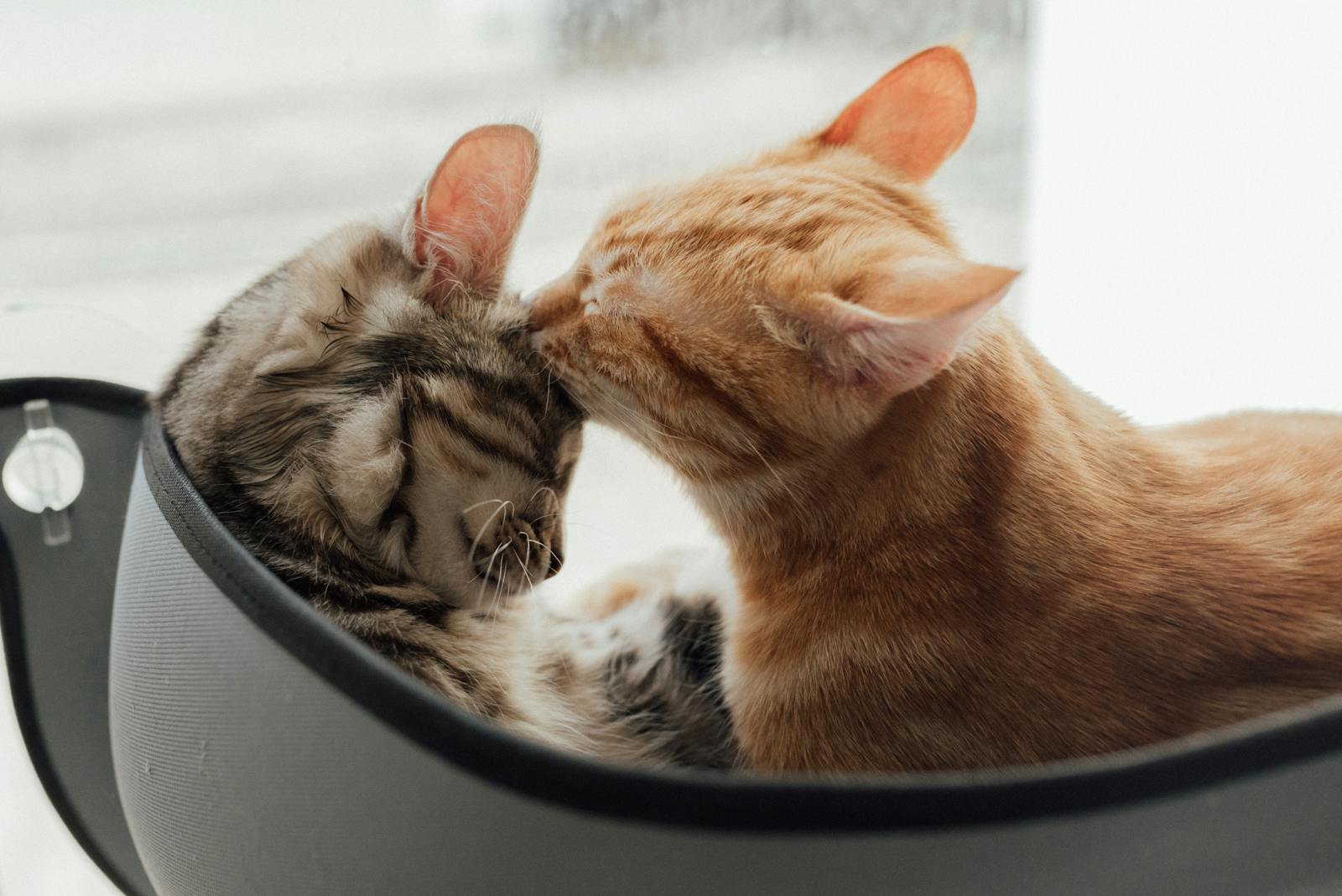Two cute cats cuddling in a cat window perch