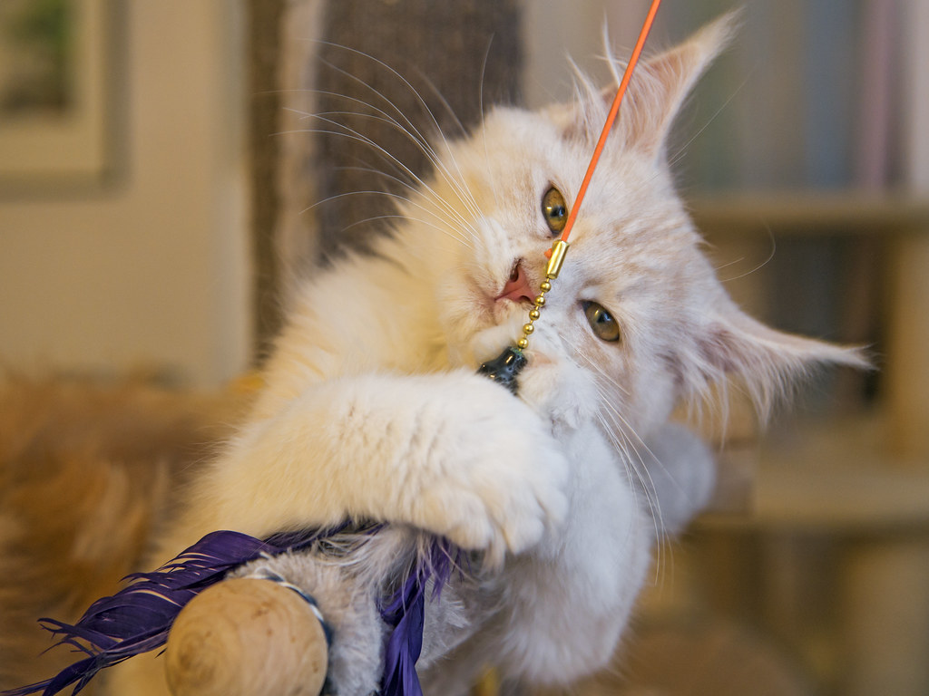 cat playing with cat toy