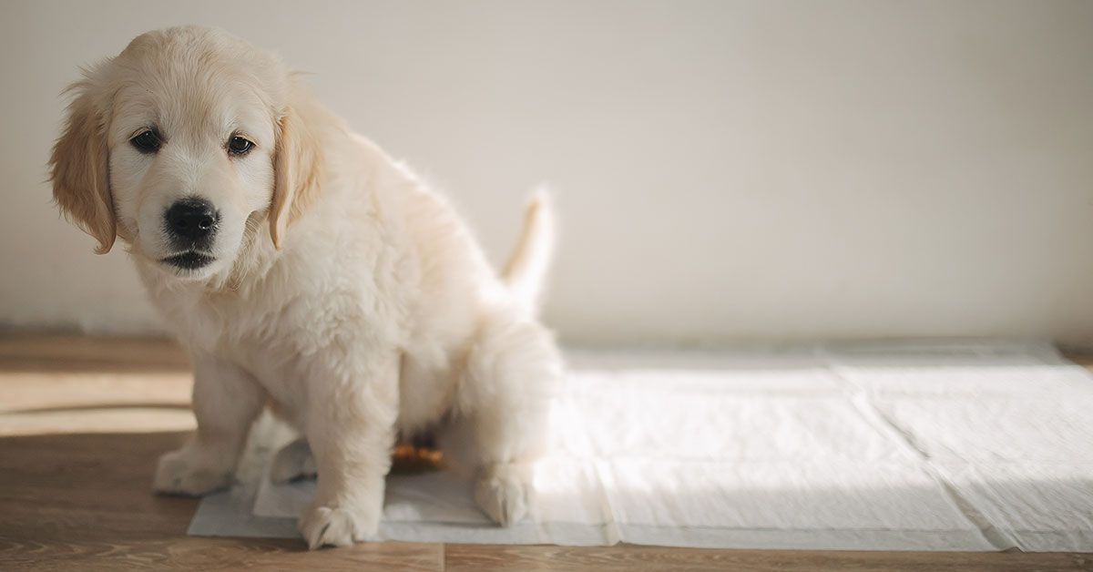 Amazon Basics Puppy Pee Pads Review