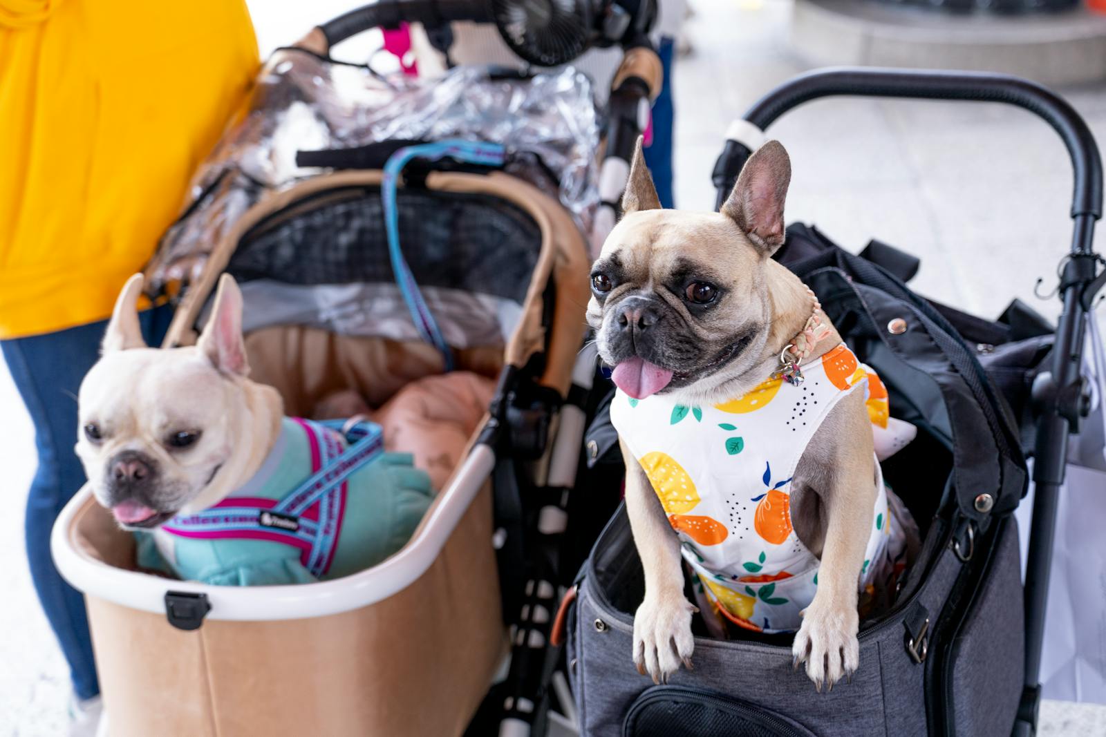 Two French bulldogs enjoying a day out in strollers indoors, showcasing cute pet fashion.