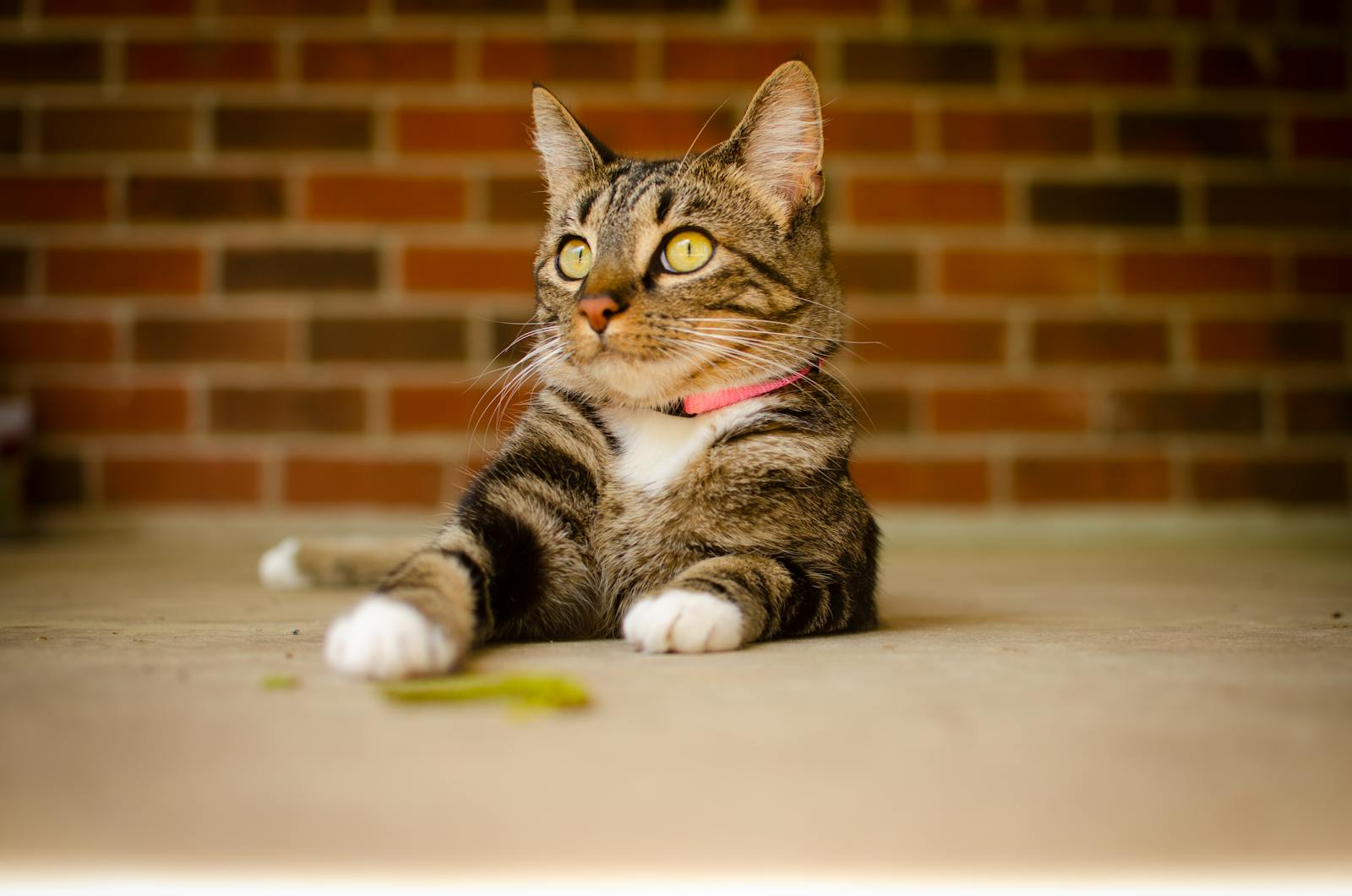 cat wearing flea collar