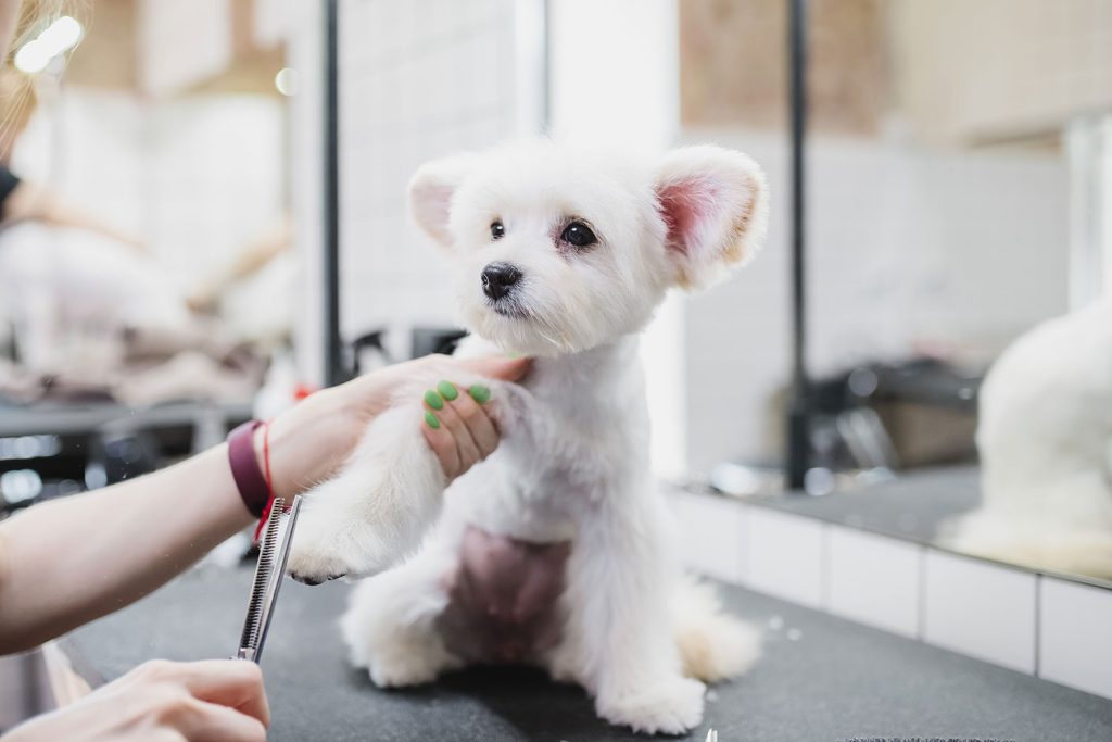 dog on grooming table
